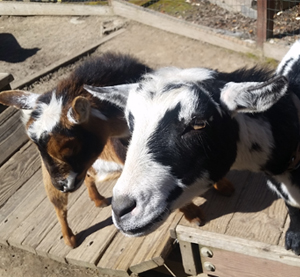 Brownie Cookie Goats