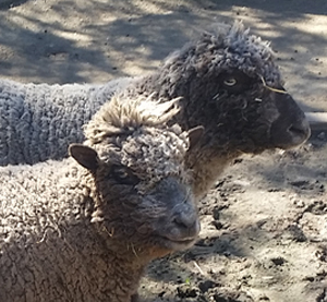 Oatmeal Raisin Sheep